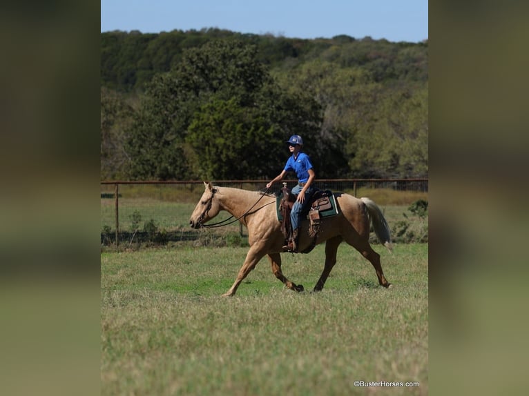 American Quarter Horse Gelding 11 years 15,2 hh Palomino in Weatherford Tx