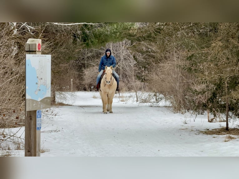 American Quarter Horse Gelding 11 years 15.2 hh Palomino in Cannon Falls