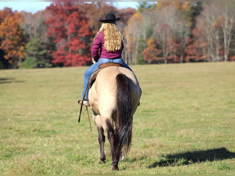 American Quarter Horse Mix Gelding 11 years 15,2 hh in Clarion, PA