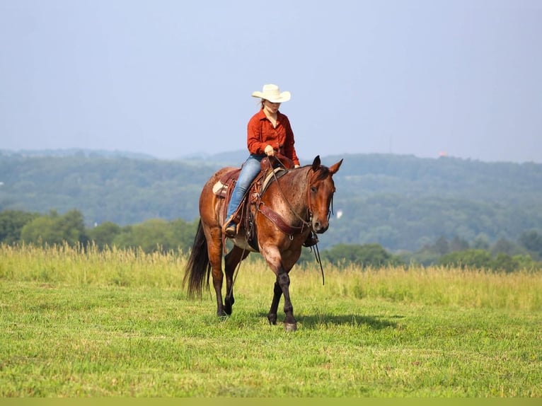 American Quarter Horse Gelding 11 years 15,2 hh Roan-Bay in Shippenville, PA