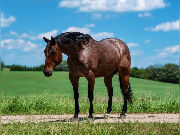 American Quarter Horse Gelding 11 years 15,2 hh Roan-Bay in Nevis, MN