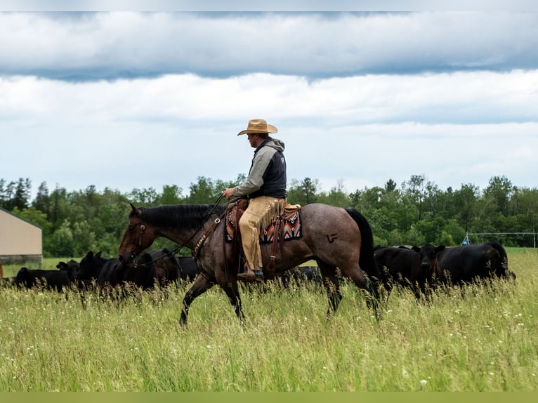 American Quarter Horse Gelding 11 years 15,2 hh Roan-Bay in Nevis, MN