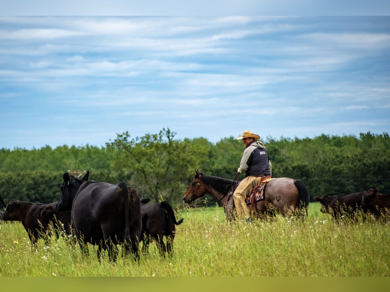 American Quarter Horse Gelding 11 years 15,2 hh Roan-Bay in Nevis, MN