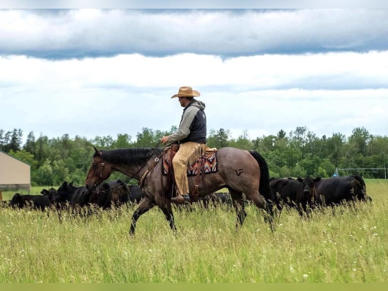 American Quarter Horse Gelding 11 years 15,2 hh Roan-Bay in Nevis NM