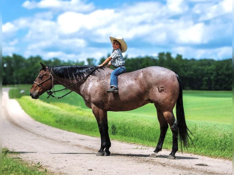 American Quarter Horse Gelding 11 years 15,2 hh Roan-Bay in Nevis NM