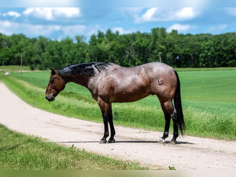 American Quarter Horse Gelding 11 years 15,2 hh Roan-Bay in Nevis NM