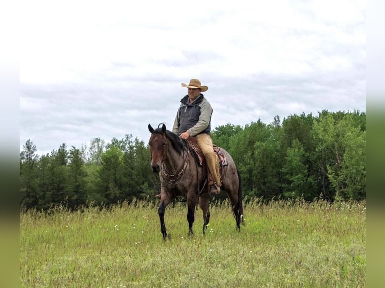 American Quarter Horse Gelding 11 years 15,2 hh Roan-Bay in Nevis NM