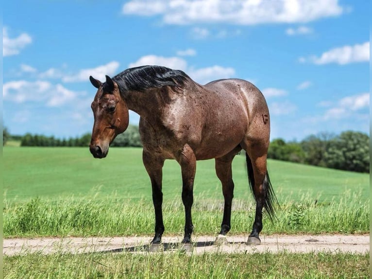 American Quarter Horse Gelding 11 years 15,2 hh Roan-Bay in Nevis NM