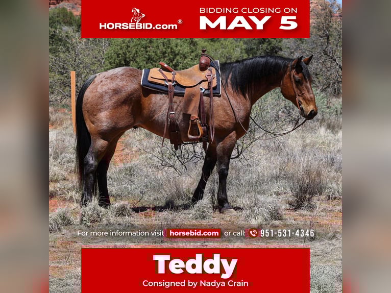 American Quarter Horse Gelding 11 years 15,2 hh Roan-Bay in Camp Verde, AZ