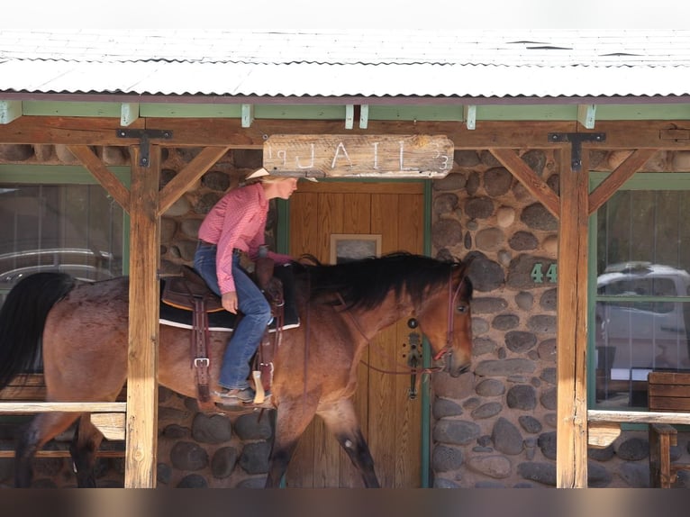 American Quarter Horse Gelding 11 years 15,2 hh Roan-Bay in Camp Verde, AZ