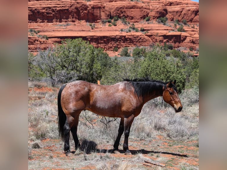American Quarter Horse Gelding 11 years 15,2 hh Roan-Bay in Camp Verde, AZ