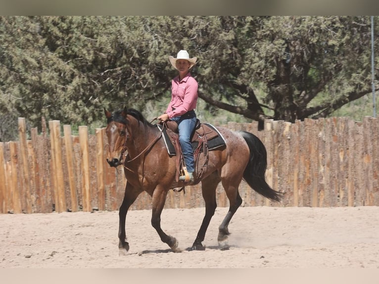American Quarter Horse Gelding 11 years 15,2 hh Roan-Bay in Camp Verde, AZ