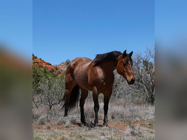 American Quarter Horse Gelding 11 years 15,2 hh Roan-Bay in Camp Verde, AZ
