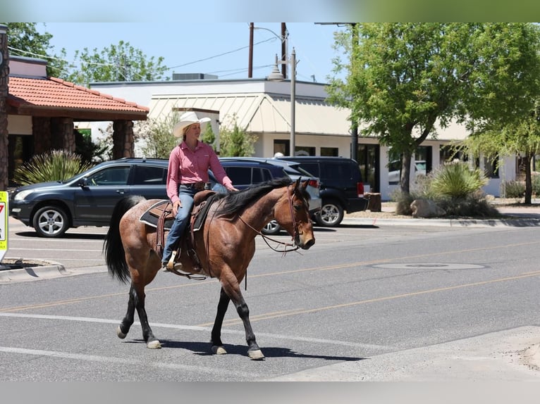 American Quarter Horse Gelding 11 years 15,2 hh Roan-Bay in Camp Verde, AZ