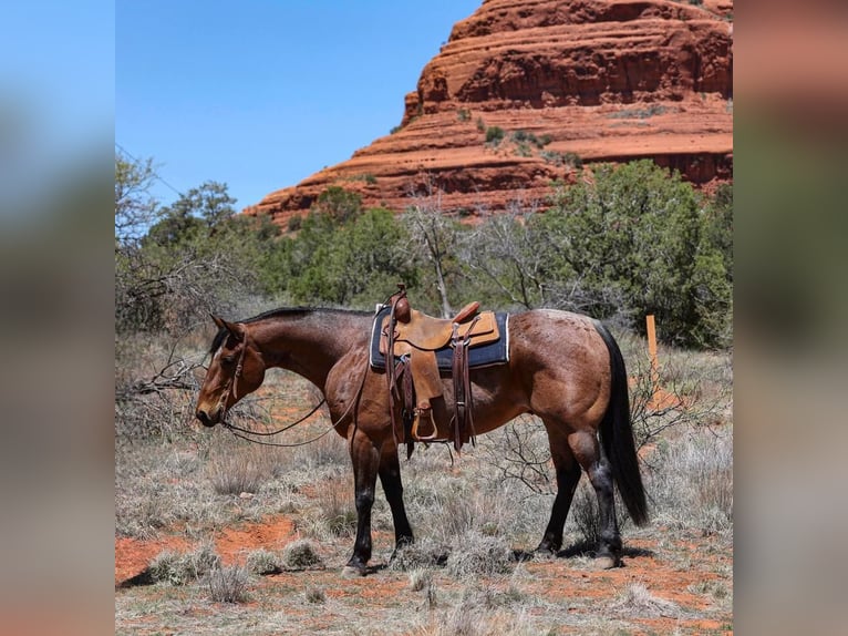 American Quarter Horse Gelding 11 years 15,2 hh Roan-Bay in Camp Verde, AZ
