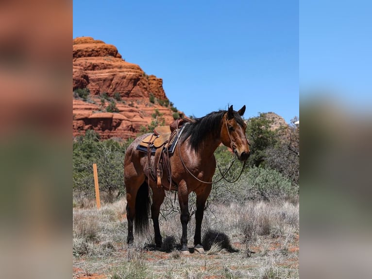 American Quarter Horse Gelding 11 years 15,2 hh Roan-Bay in Camp Verde, AZ
