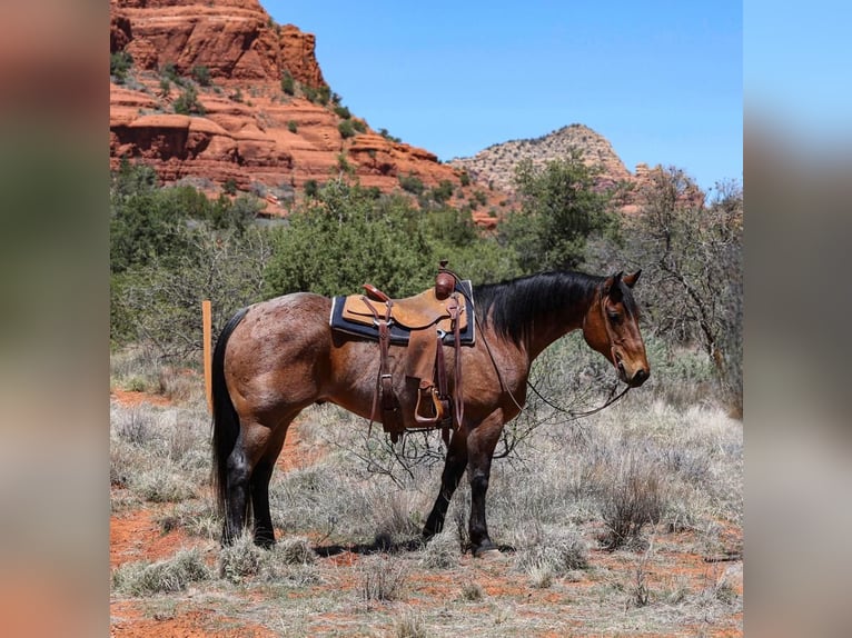 American Quarter Horse Gelding 11 years 15,2 hh Roan-Bay in Camp Verde, AZ