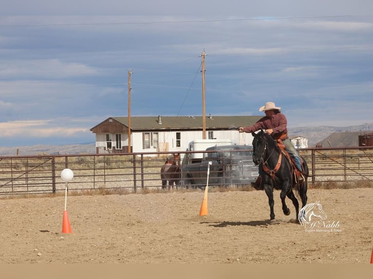 American Quarter Horse Gelding 11 years 15,2 hh Roan-Blue in Cody, WY