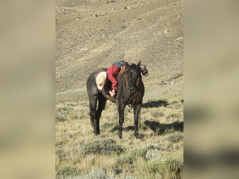 American Quarter Horse Gelding 11 years 15,2 hh Roan-Blue in Cody, WY