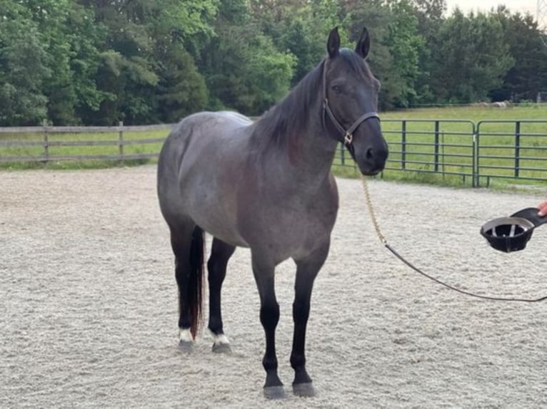 American Quarter Horse Gelding 11 years 15,2 hh Roan-Blue in Sandston VA