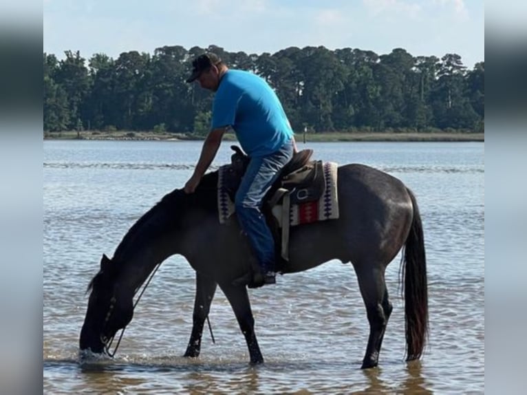 American Quarter Horse Gelding 11 years 15,2 hh Roan-Blue in Sandston VA