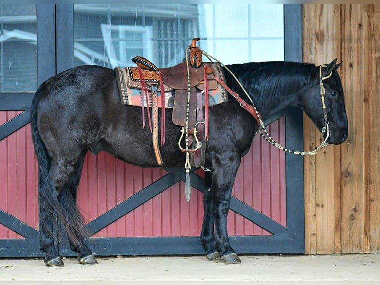 American Quarter Horse Gelding 11 years 15.2 hh Roan-Blue in Rebersburg