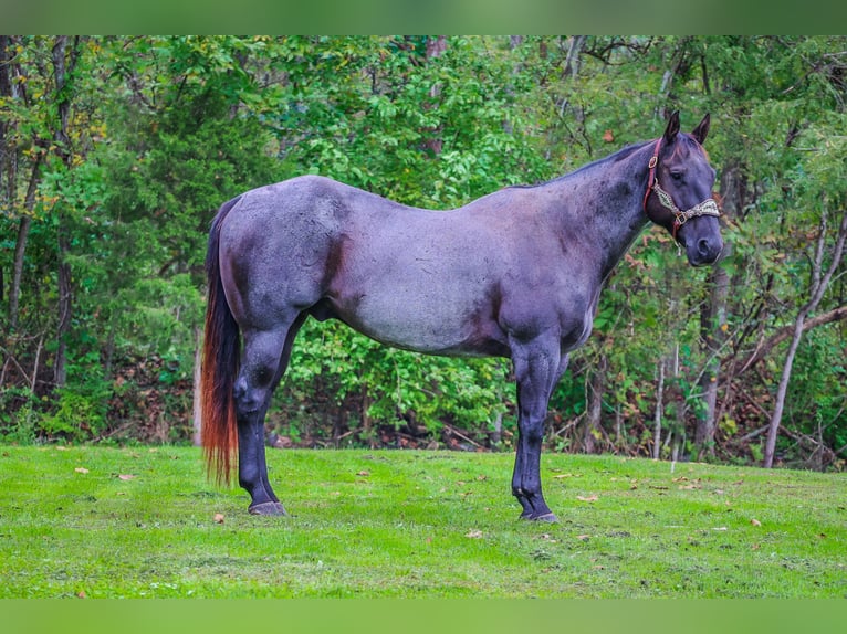 American Quarter Horse Gelding 11 years 15.2 hh Roan-Blue in Flemingsburg KY