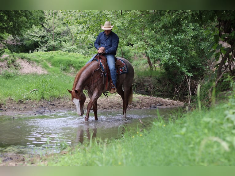 American Quarter Horse Gelding 11 years 15,2 hh Roan-Red in MADILL ok