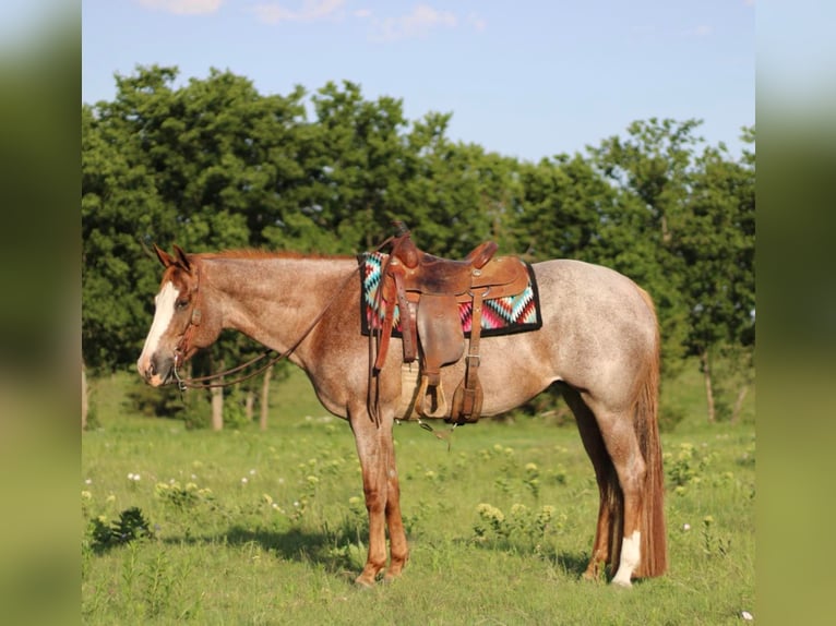 American Quarter Horse Gelding 11 years 15,2 hh Roan-Red in MADILL ok