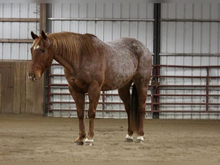 American Quarter Horse Gelding 11 years 15,2 hh Roan-Red in North Judson, IN