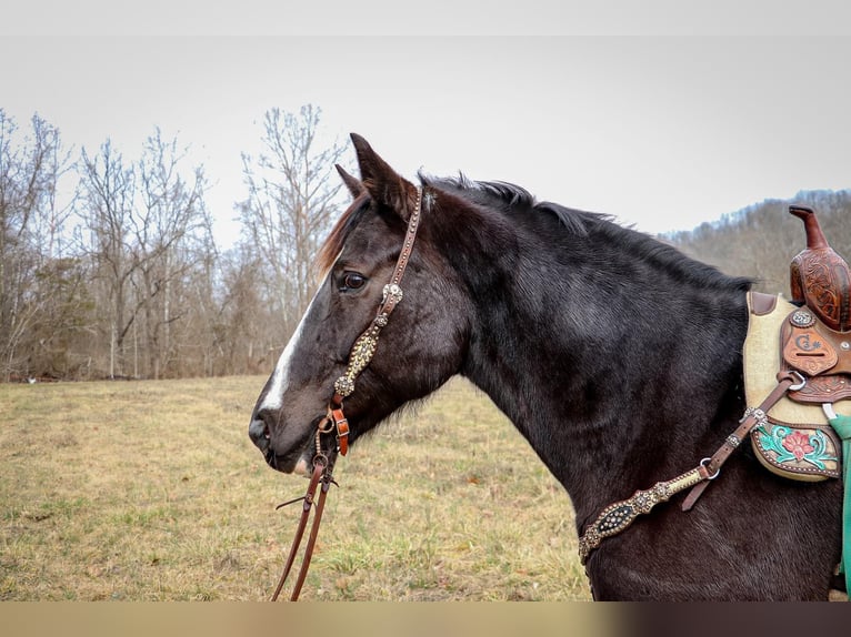 American Quarter Horse Gelding 11 years 15,3 hh Black in Hillsboro KY