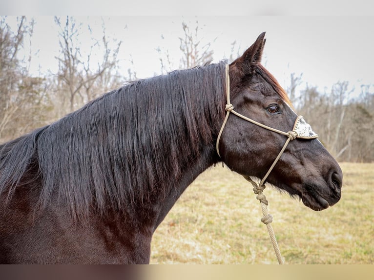American Quarter Horse Gelding 11 years 15,3 hh Black in Hillsboro KY
