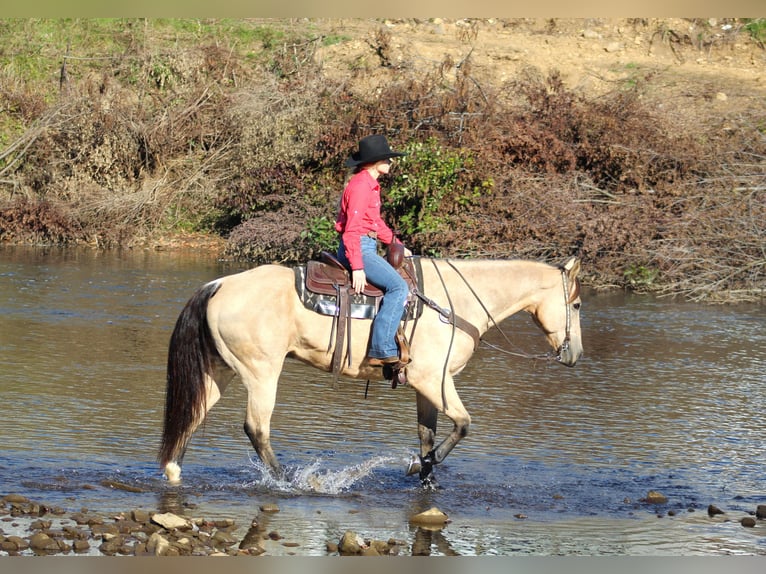 American Quarter Horse Gelding 11 years 15,3 hh Buckskin in Clarion