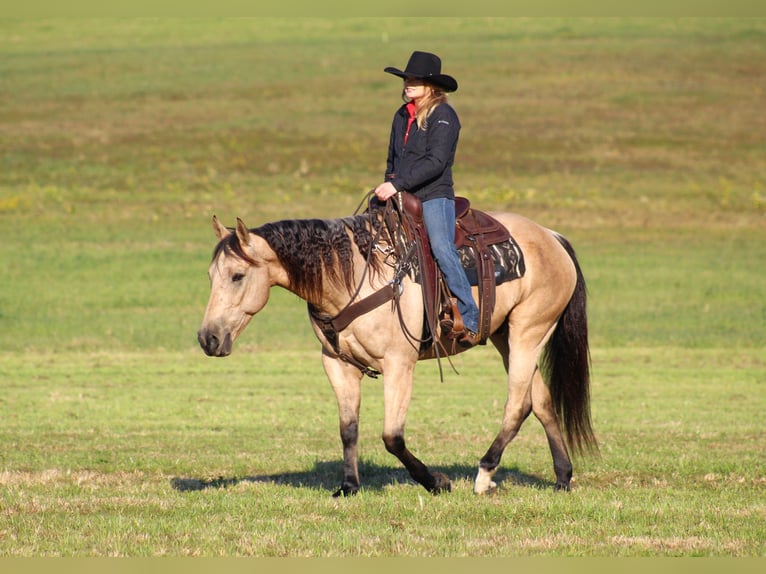 American Quarter Horse Gelding 11 years 15,3 hh Buckskin in Clarion