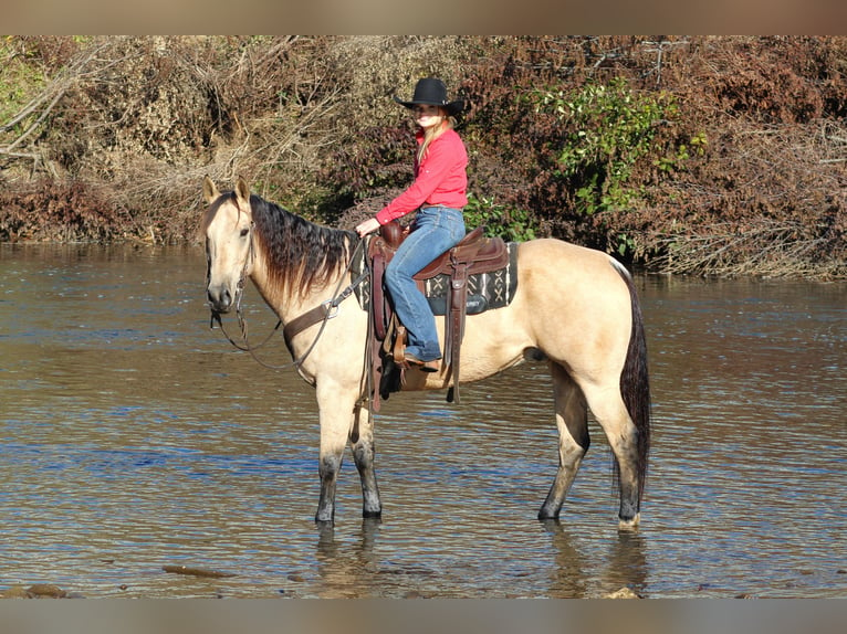 American Quarter Horse Gelding 11 years 15,3 hh Buckskin in Clarion