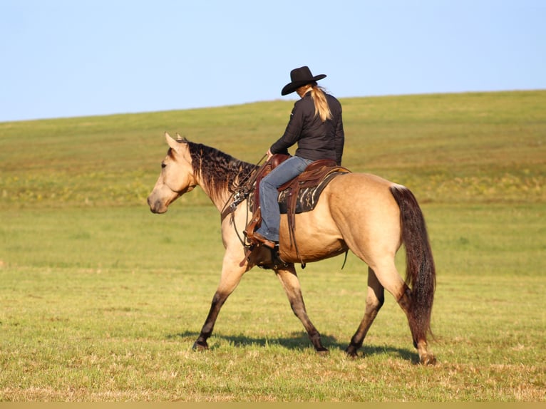 American Quarter Horse Gelding 11 years 15,3 hh Buckskin in Clarion