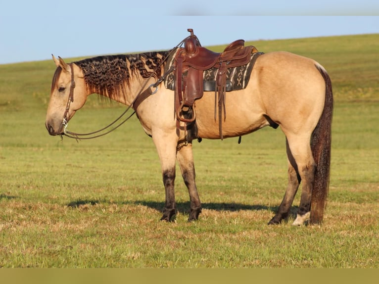 American Quarter Horse Gelding 11 years 15,3 hh Buckskin in Clarion