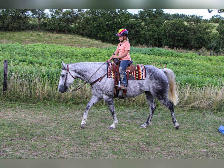American Quarter Horse Gelding 11 years 15,3 hh Gray-Dapple in Charlotte IA