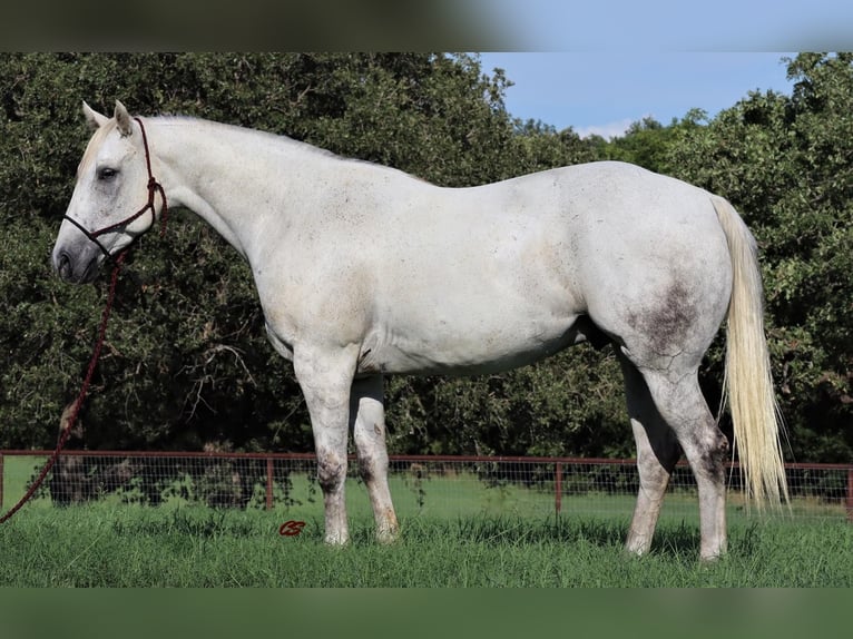 American Quarter Horse Gelding 11 years 15,3 hh Gray in Jacksboro TX