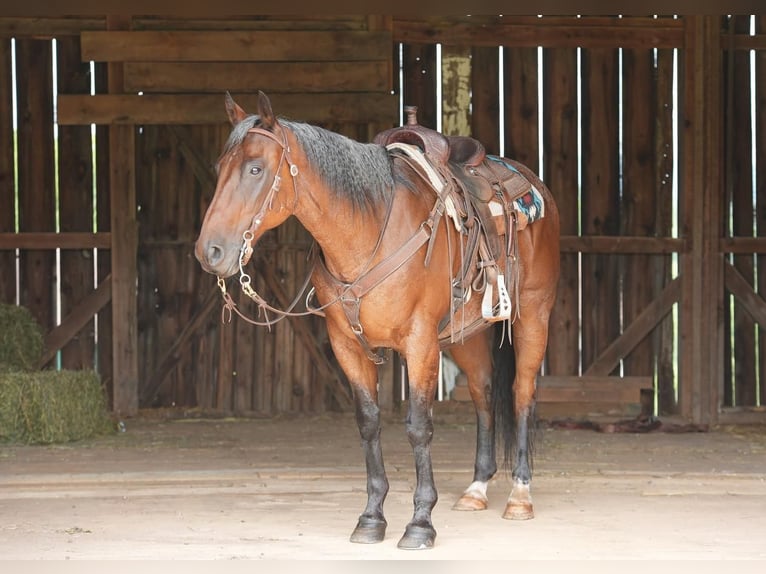 American Quarter Horse Gelding 11 years 15,3 hh Roan-Bay in Needmore, PA