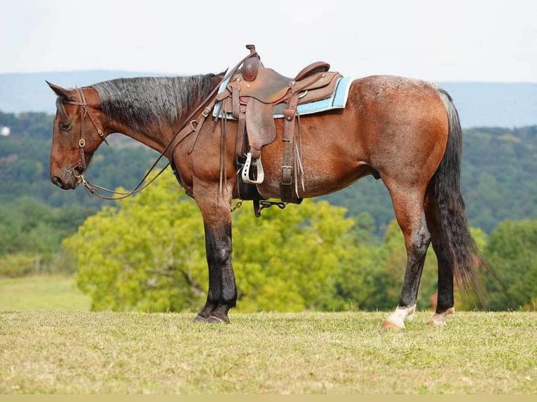 American Quarter Horse Gelding 11 years 15,3 hh Roan-Bay in Needmore, PA