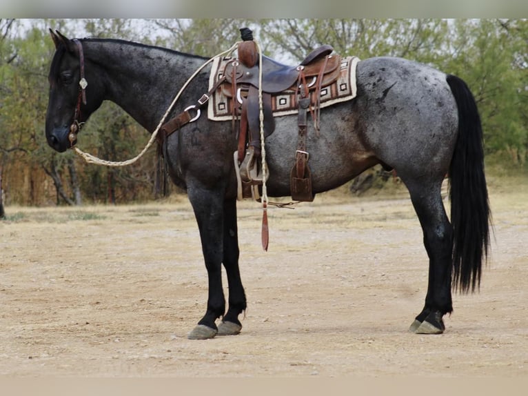 American Quarter Horse Gelding 11 years 15,3 hh Roan-Blue in eastland TX