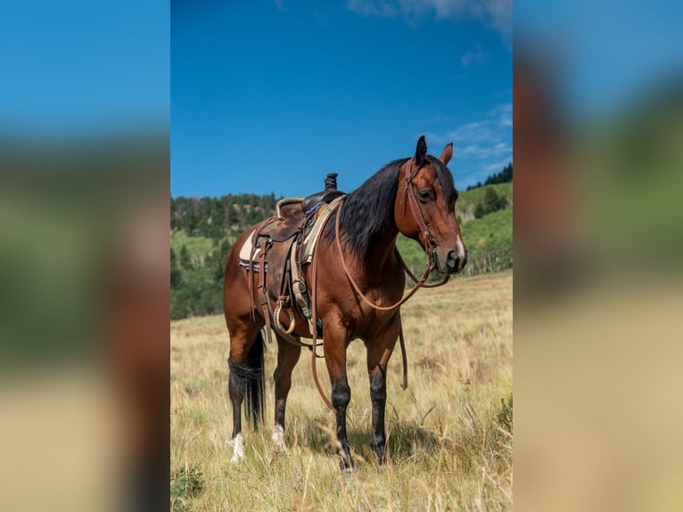 American Quarter Horse Gelding 11 years 15 hh Bay in Ocala