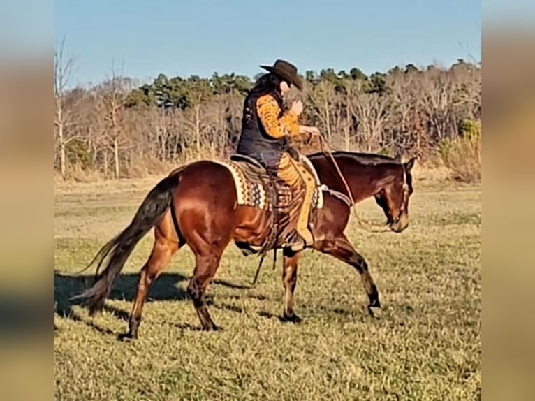 American Quarter Horse Gelding 11 years 15 hh Bay in Robards, KY