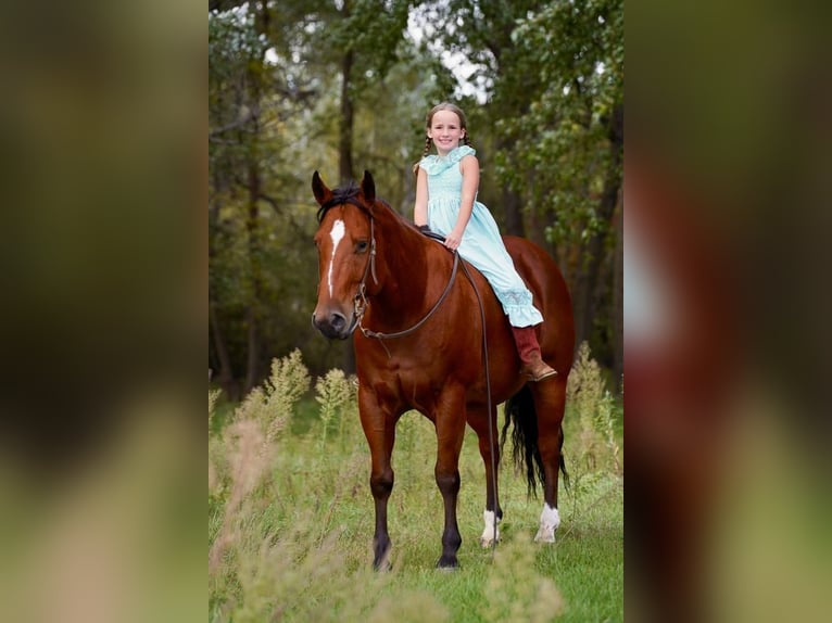 American Quarter Horse Mix Gelding 11 years 15 hh Bay in Valley Springs, SD