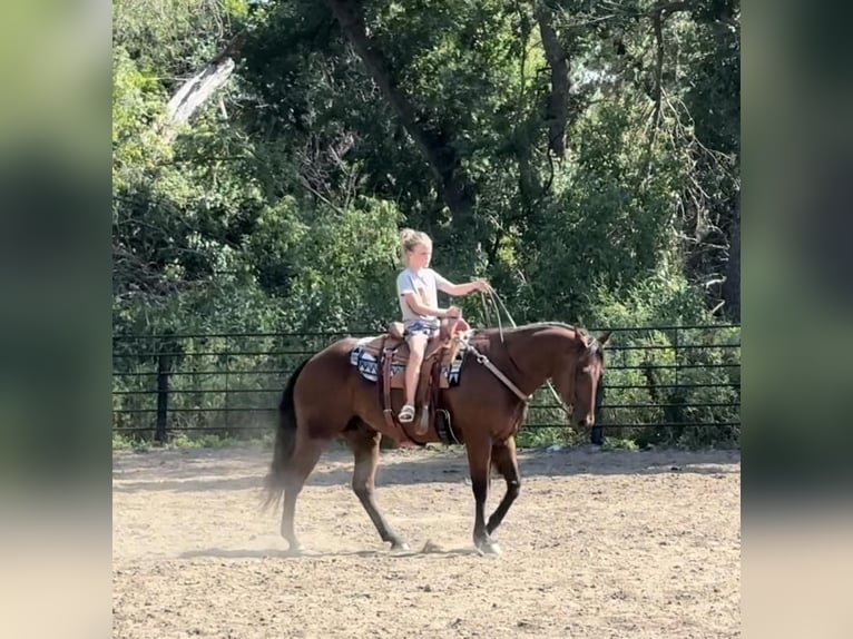 American Quarter Horse Gelding 11 years 15 hh Bay in Valley Springs, SD