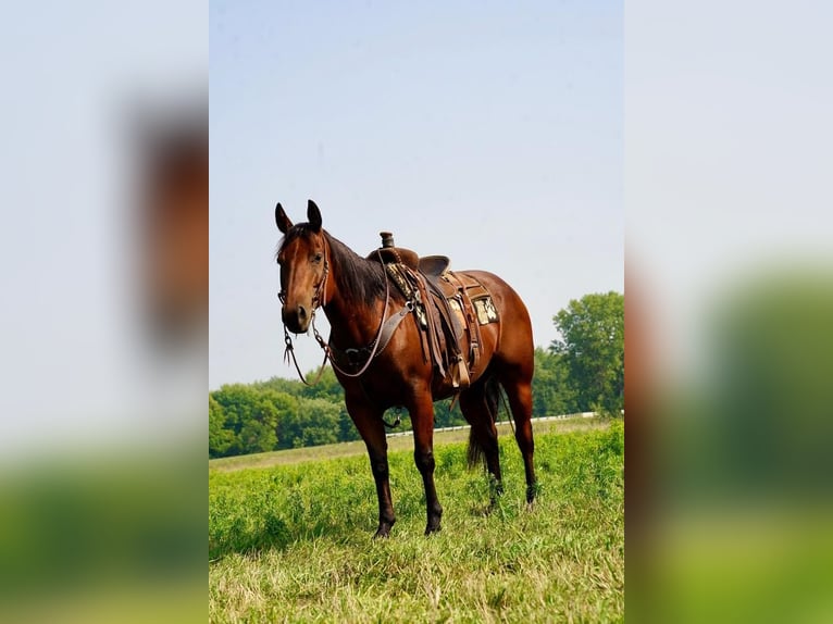 American Quarter Horse Gelding 11 years 15 hh Bay in Valley Springs, SD
