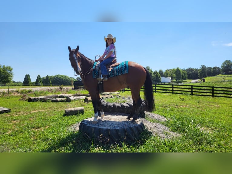 American Quarter Horse Gelding 11 years 15 hh Bay in Robards, KY