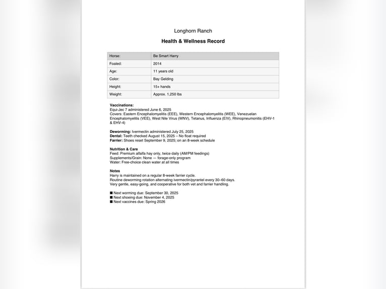 American Quarter Horse Gelding 11 years 15 hh Bay in Paicines CA