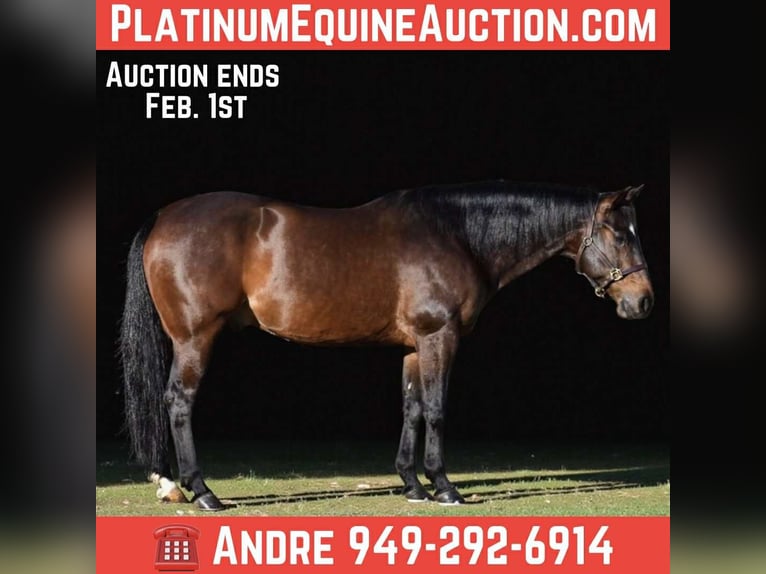 American Quarter Horse Gelding 11 years 15 hh Bay in Providence Forge VA